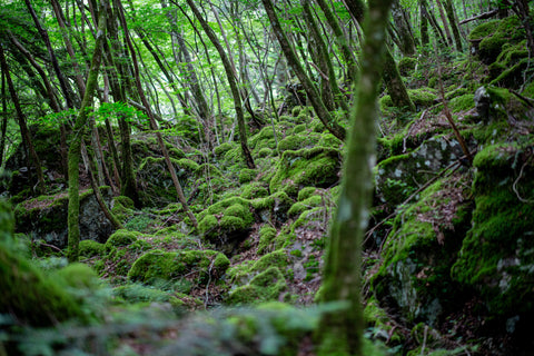 上勝町ゼロウェイストセンターWHY